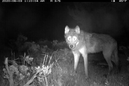 Colorado wolf reintroduction lawsuit will not stop animals' arrival