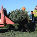 Denver Christmas tree recycling begins Jan. 2