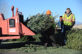 Denver Christmas tree recycling begins Jan. 2