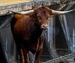 Escaped Bull 'Ricardo' Begins New Life After Snarling NJ Train Travel