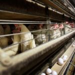 Jury orders egg suppliers to pay $17.7 million in damages for price gouging in 2000s