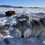 Livestock groups sue agencies to stop wolf reintroduction