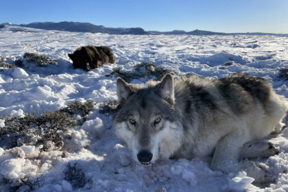 Livestock groups sue agencies to stop wolf reintroduction