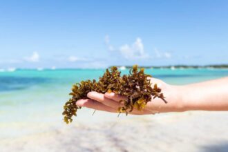 Playa Del Carmen Beaches Battle Another Threat Ahead Of Seaweed Season