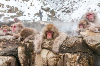 This Hidden Gem Is Where You Can Watch Monkeys Soak In Winter Jacuzzi