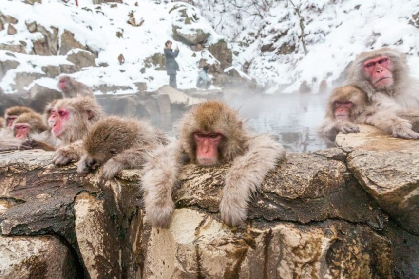 This Hidden Gem Is Where You Can Watch Monkeys Soak In Winter Jacuzzi