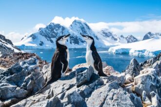 penguins in Antarctica