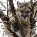 Colorado mountain lion hunting has new ban on electronic calls
