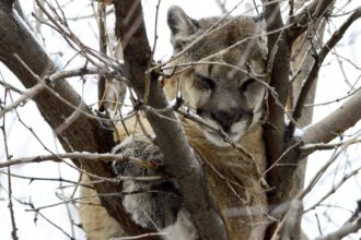 Colorado mountain lion hunting has new ban on electronic calls