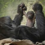 Critically Endangered Western Lowland Gorilla Born At London Zoo