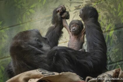 Critically Endangered Western Lowland Gorilla Born At London Zoo
