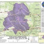 Map of Colorado wolf locations after reintroduction is released