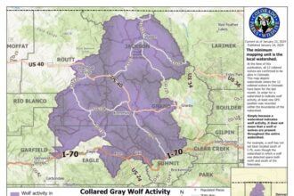 Map of Colorado wolf locations after reintroduction is released