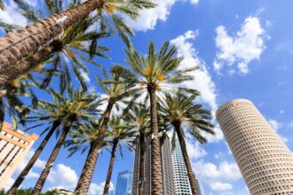 Palm trees in downtown Tampa, Florida