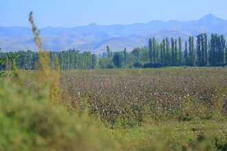 Acute Shortage of Cotton Pickers Results in Coercion by Officials