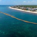 Cancun Acquires New Vessels To Tackle Sargassum Seaweed Arrival
