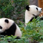 China Plans To Send San Diego Zoo More Pandas This Year