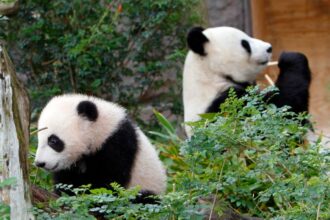 China Plans To Send San Diego Zoo More Pandas This Year