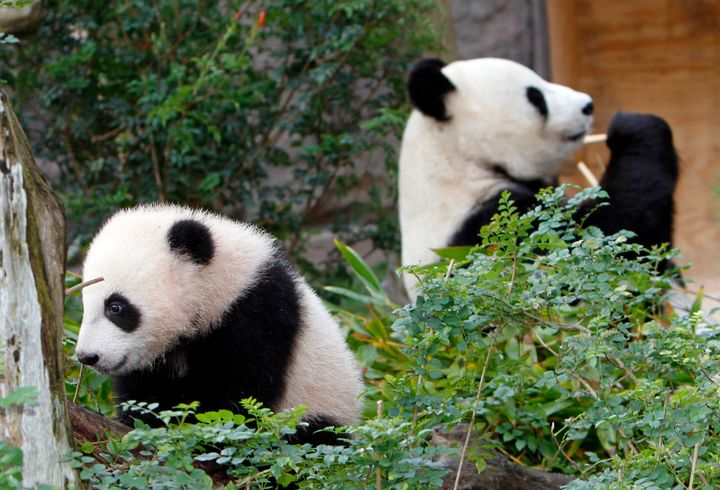 China Plans To Send San Diego Zoo More Pandas This Year
