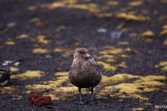 Deadly Bird Flu Reaches Mainland Antarctica For 1st Time: Scientists