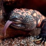 Lakewood man dies after bite from pet Gila monster