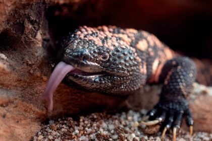 Lakewood man dies after bite from pet Gila monster