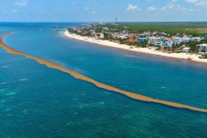 Quintana Roo Will Use Innovative Technology To Utilize Sargassum
