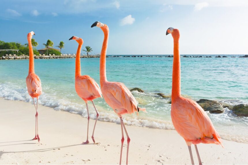 Flamingoes in Bonaire