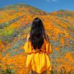These Are The Top National Parks For Your Chance To See The Spring Superbloom