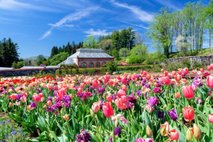 Throngs of visitors enjoy the spring tulips in the formal gardens of Biltmore Estate. The conservatory is seen in the background