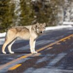 Yellowstone wolves didn't immediately repair ecosystem, CSU study says