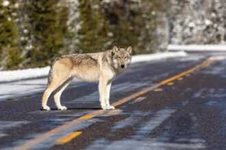 Yellowstone wolves didn't immediately repair ecosystem, CSU study says