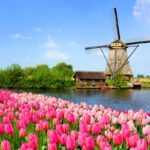 Blooming tulip field with windmill in Holland