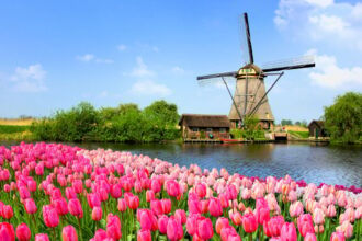 Blooming tulip field with windmill in Holland