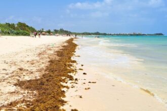 Sargassum Season: Mexican Caribbean Officially Announces The Seaweed Arrival