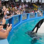 Miami Seaquarium Gets Eviction Notice After Orca Death