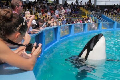 Miami Seaquarium Gets Eviction Notice After Orca Death