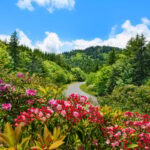 Flowers blooming along Blue Ridge Parkway. Highway winding in the mountains Summer mountain scenery. Near Asheville, North Carolina, USA.