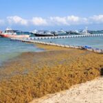 Mexican Caribbean Is Seeing Biggest Seaweed Arrival Of 2024