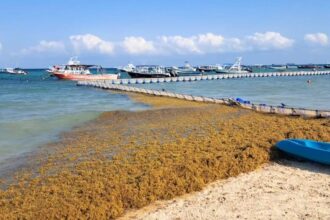 Mexican Caribbean Is Seeing Biggest Seaweed Arrival Of 2024