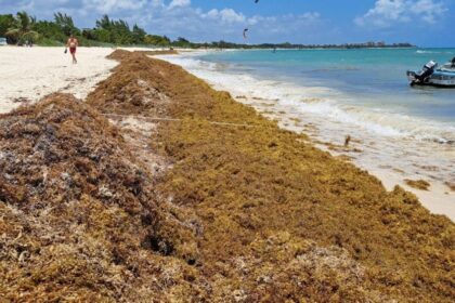 Mexican Navy Installs 8,600 Meters Of Barriers To Fight Sargassum In The Caribbean