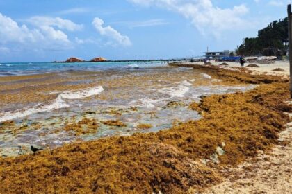 Mexico’s Beach Resorts Increase Staff To Fight Sargassum Ahead Of Summer 2024
