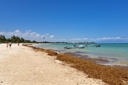 Officials Raised Sargassum Alert For Cancun And The Rest Of The Mexican Caribbean