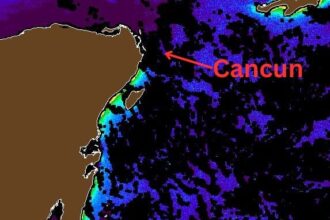 Seaweed Alert: 5,000 Square Kilometers Of Sargassum Heading To Mexican Caribbean