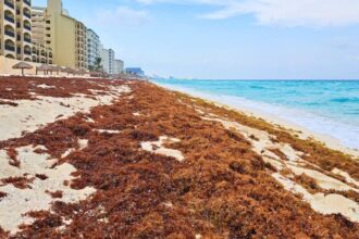 Cancun To Receive Thousands Of Tons Of Sargassum In The Next Weeks, Warn Authorities