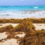 Decade of Sargassum: How's Brown Algae Damaging Caribbean Ecosystems and Tourism