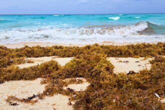 Decade of Sargassum: How's Brown Algae Damaging Caribbean Ecosystems and Tourism