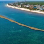 Shocking Videos Of Sargassum Invading This Popular Mexican Beach Town Go Viral
