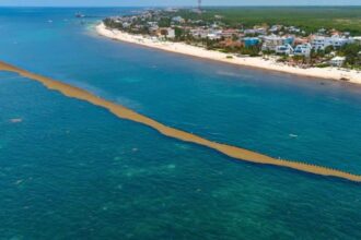 Shocking Videos Of Sargassum Invading This Popular Mexican Beach Town Go Viral