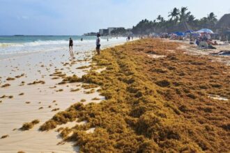 Tourists Flock To Cancun Despite Sargassum Seaweed Surge